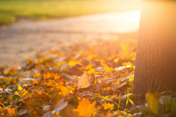 fall-autumn-leaves-on-the-ground-picjumbo-com